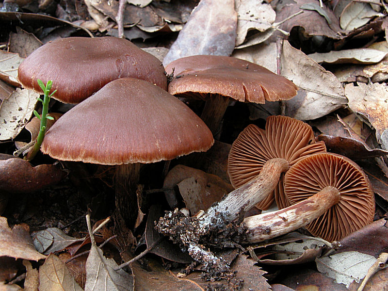 Linea diretta con Gaspy